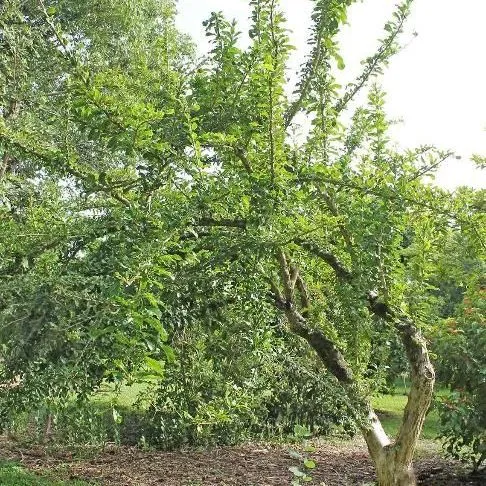 thumbnail for publication: Crescentia cujete: Calabash Tree